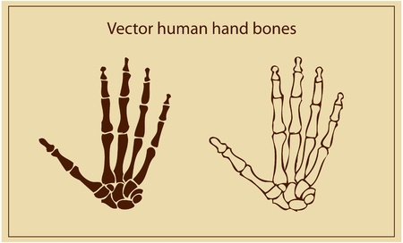 human hand bones のイラスト素材