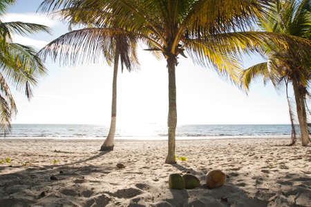 Caribbean landscapes in summer season, gorgeous beaches and wonderful timesの写真素材