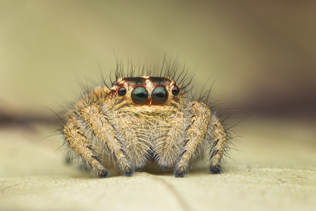 A Macro of cute Carrhotus viduus jumping spider with a beautiful red around the eyes found in Thailand の写真素材