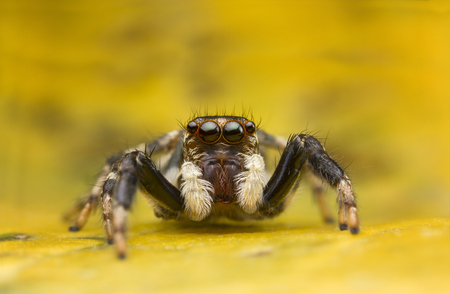 A macro of jumping spider found in Thailand with beautiful red colors around the eyes の写真素材