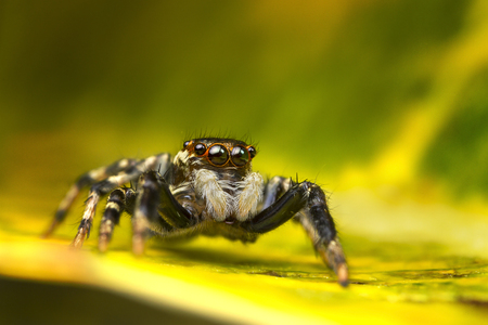 A macro of jumping spider found in Thailand with beautiful red colors around the eyes 