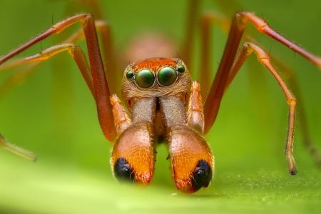A macro of Myrmarachne plataleoides Male or ant mimic jumping spider with long mouth and beautiful eyes  color の写真素材