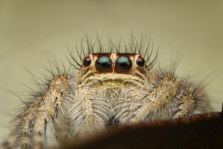 A Macro of cute Carrhotus viduus jumping spider with a beautiful red around the eyes found in Thailand の写真素材