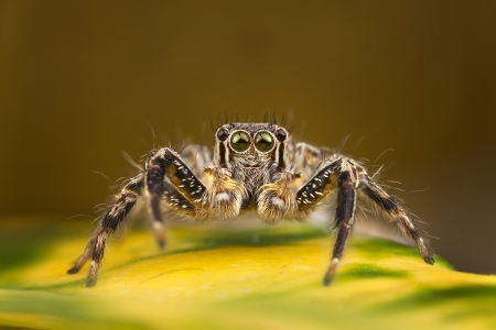 A macro of jumping spider Plexippus Paykulli found in Thailand beautiful with green eyes の写真素材