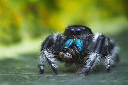 Macro of Phidippus Regius jumping spider with it s prey house fly の写真素材