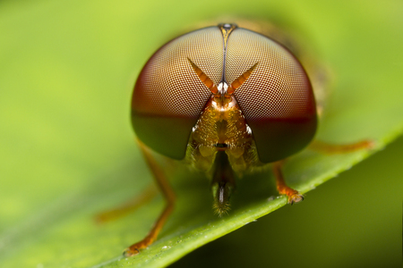 A macro of some kind of soldier fly with  beautiful eyes found in Thailand の写真素材