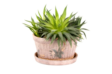 cactus in a potの写真素材