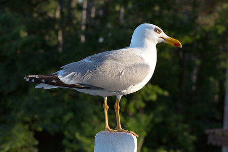 Seagulls are birds in the family Laridaeの写真素材