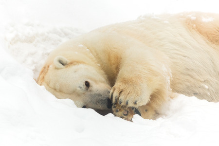 Polar bear on the snow in the winterの写真素材
