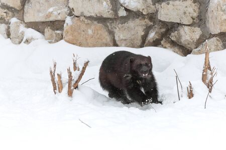 Wolverine at the zoo in winterの写真素材