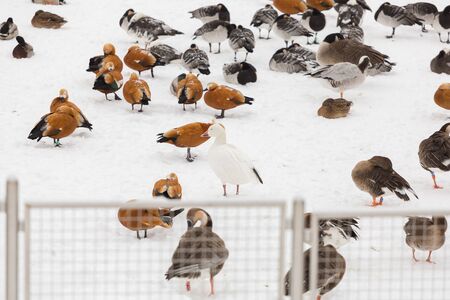 many ducks at the zoo in winterの写真素材