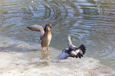 Ducks in a pond in winter parkの写真素材