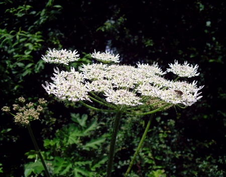 Close Up Picture of a Giant Hogweed Wild Flower