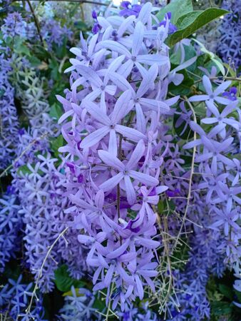 Sandpaper vine in my garden.の写真素材