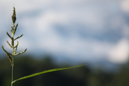 grass blade with bokeh clouds の写真素材