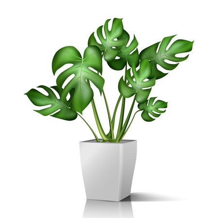 3d realistic vector floor house green plant. Isolated on white illustration icon in white pot.のイラスト素材