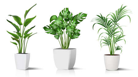 Collection of 3d realistic vector icon illustration potted plants for the interior. Isolated on white background.のイラスト素材