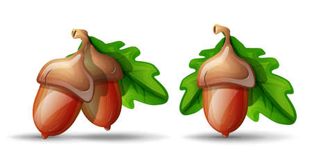Vector cartoon style flat acorn with leaves. Isolated on white background. Symbol of good luck and fortune.のイラスト素材