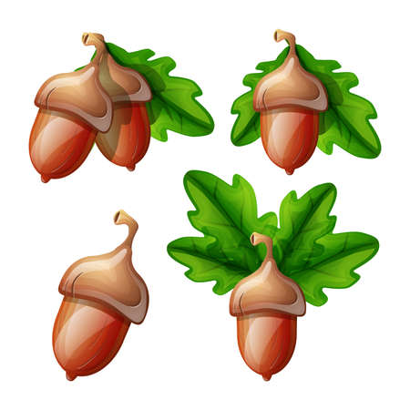 Collection of vector cartoon style flat acorn with leaves. Isolated on white background. Symbol of good luck and fortune.のイラスト素材