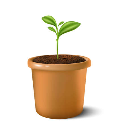 3d realistic vector icon illustration of small plant in the clay pot. Isolated on white background.のイラスト素材