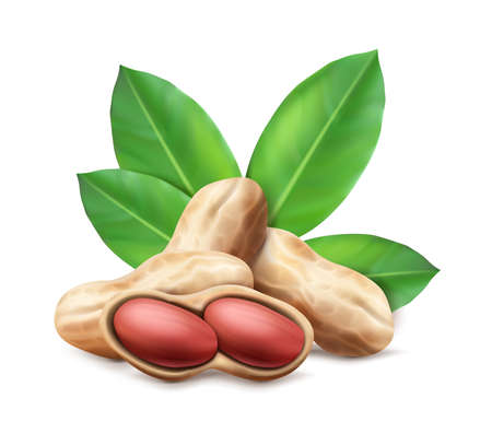 3d realistic vector icon. Peanuts in the shell and unshelled with leaves. Composition for brand, advertisement and labels.のイラスト素材