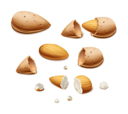 realistic vector background. Almond nut shell and broken nuts. Isolated on white background.のイラスト素材