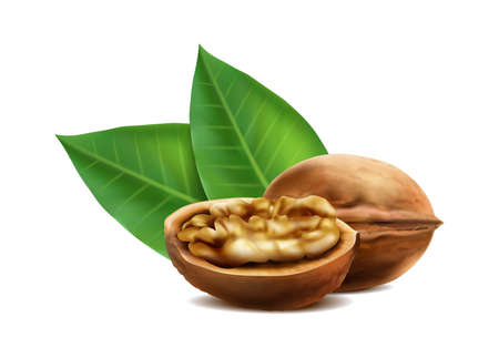 realistic vector icon. Walnuts in the shell in different shapes. Isolated on white.のイラスト素材