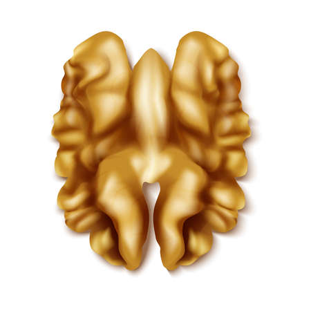 realistic vector icon. Walnuts in the shell in different shapes. Isolated on white.