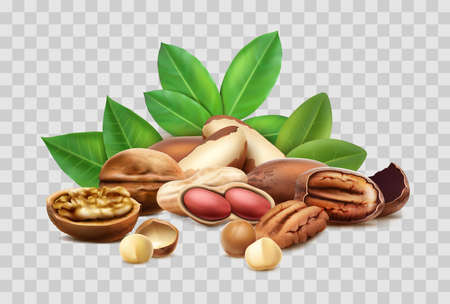 3d realistic vector icon. Different nuts, hazelnut, macadamia, brazilian nut. Shelled, unshelled, leaves. Isolated.のイラスト素材
