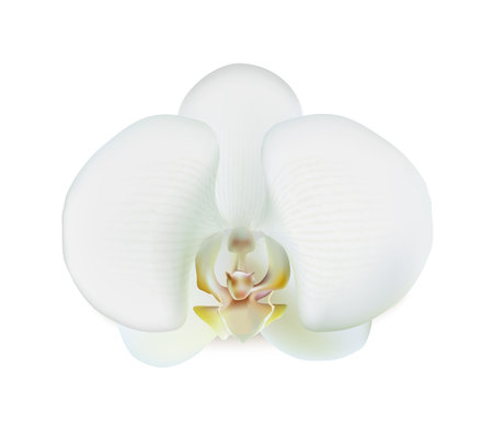 realistic vector icon. White orchid flower. Isolated on white background.のイラスト素材