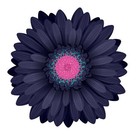 Colorful gerbera flower head - pink and black colors.のイラスト素材