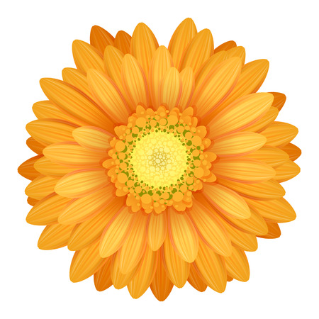 Colorful gerbera flower head - yellow and orange colors.のイラスト素材