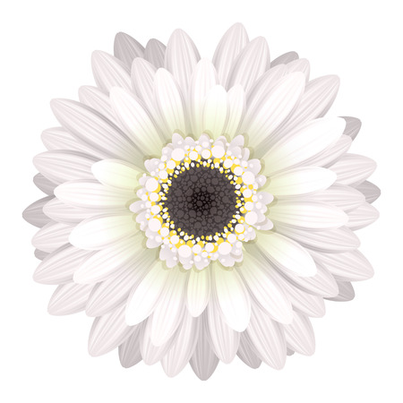 Colorful gerbera flower head - white and black colors.のイラスト素材