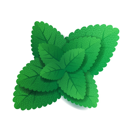 Mint leaves vector illustrationのイラスト素材