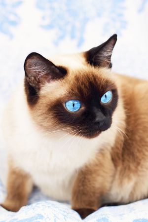 Siamese cat on a blue backgroundの写真素材