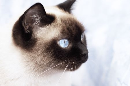 Portrait of a Siamese cat on a blue backgroundの写真素材