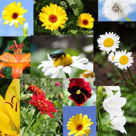 Different flowersの写真素材