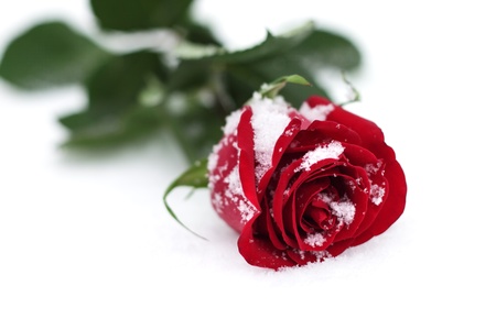 Red Rose in the snowの写真素材