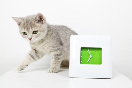 Kitten Scottish Straight on light backgroundの写真素材