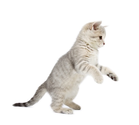 Kitten Scottish Straigh isolated on white backgroundの写真素材