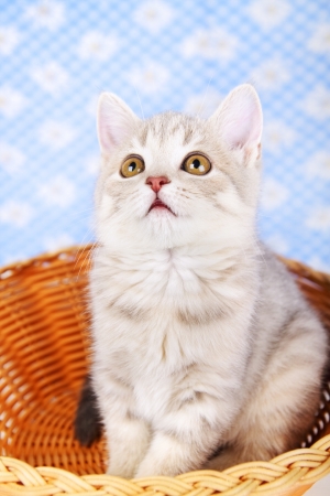 Scottish Straight kitten sitting in basketの写真素材