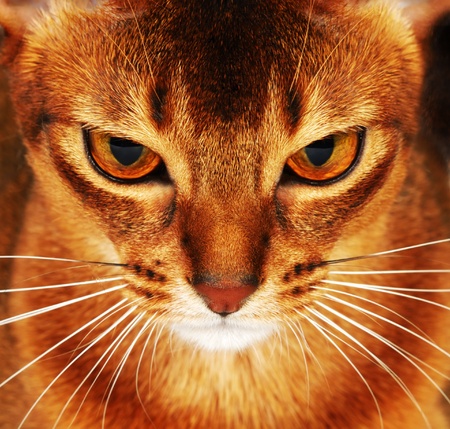 Abyssinian cat closeup  dark backgroundの写真素材