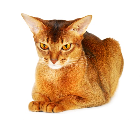 Abyssinian cat isolated on white backgroundの写真素材