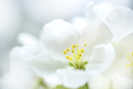 blooming apple tree  light backgroundの写真素材