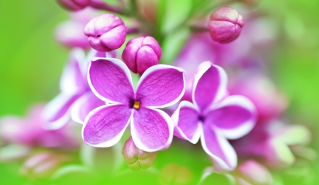 Beautiful lilac flowers on green backgroundの写真素材