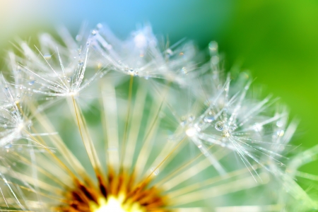 Dandelion flower on a green background. macroの写真素材