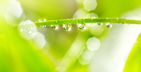 Water drops on a green stem  Light の写真素材