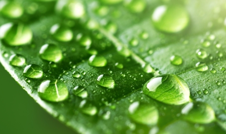 Water Drops On Green Leaf  Light の写真素材