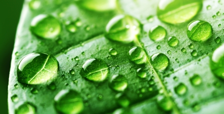 Water Drops On Green Leaf  Light 