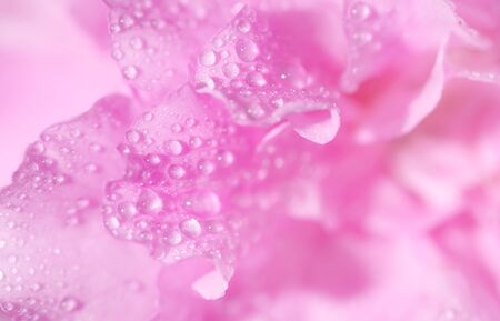 Rose petals closeup. light backgroundの写真素材